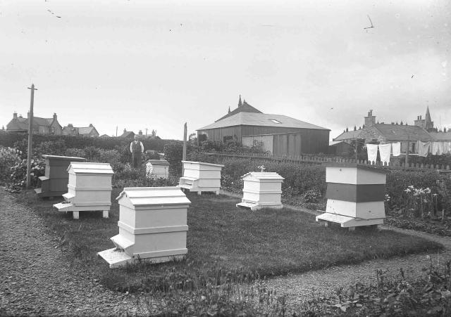 Beehives at Willow Road