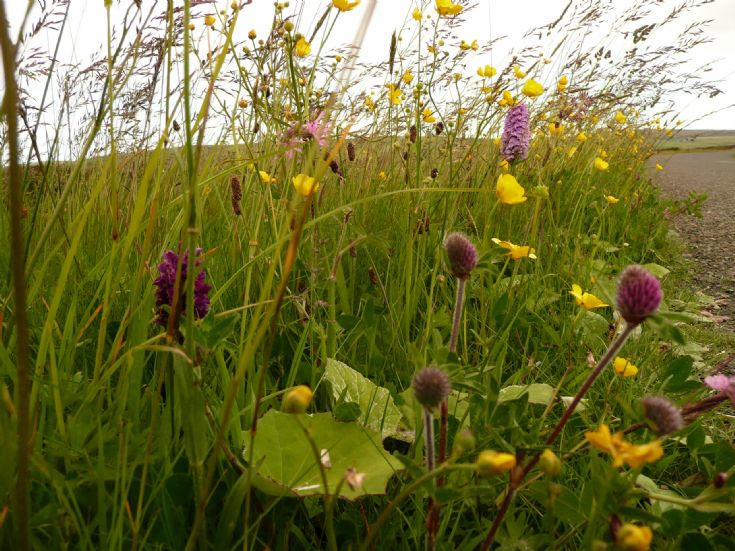 Orkney floral grass verge