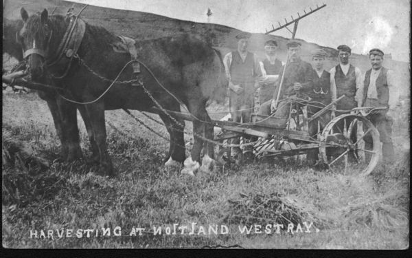 Harvesting at Noltland Westray