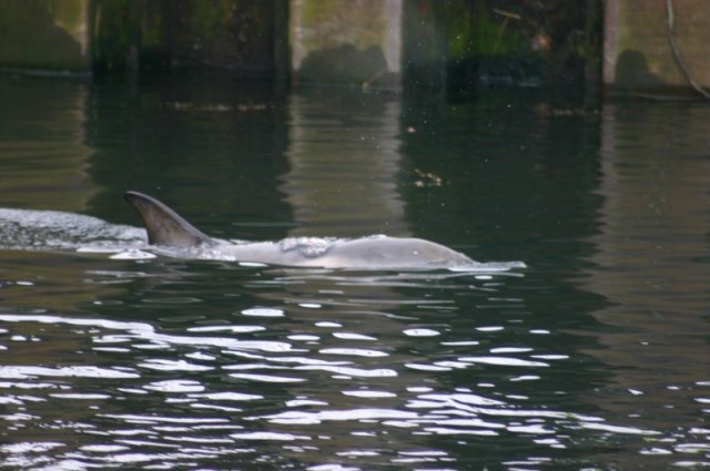Dolphin in Kirkwall Basin 1/4