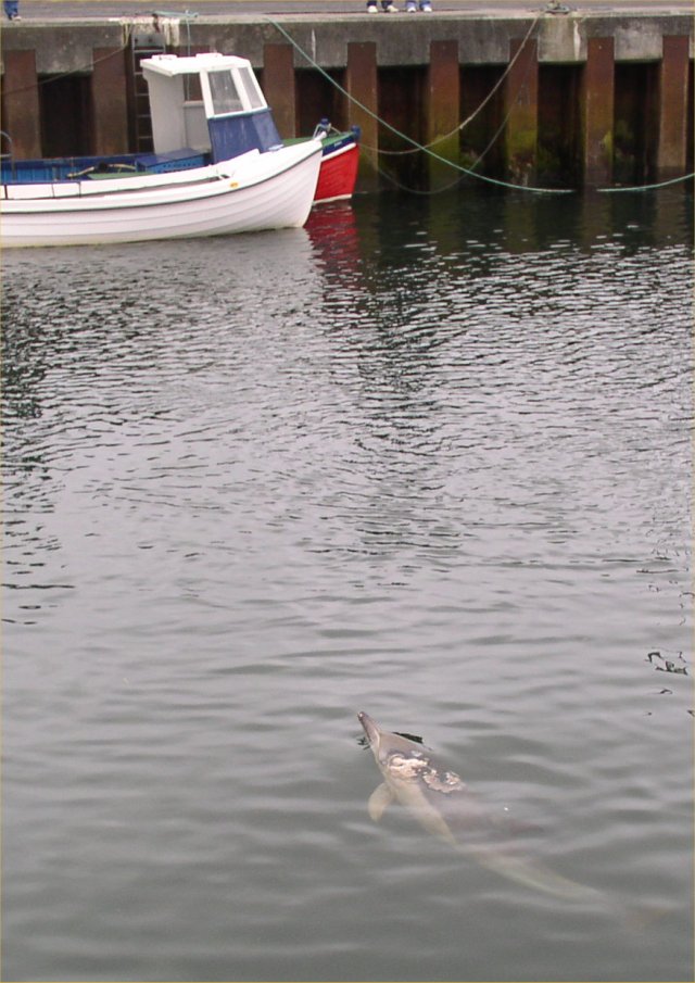Dolphin in Kirkwall Basin, 4/4