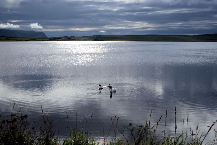 A Swan with her cygnets on Stenness Loch