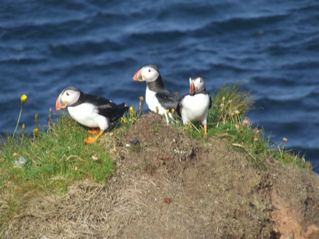 Puffins on Westray