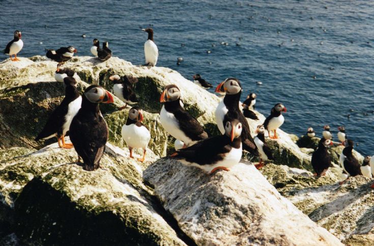 Puffins on Sule Skerry