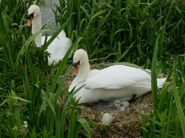 Brodgar Swans' first hatchling