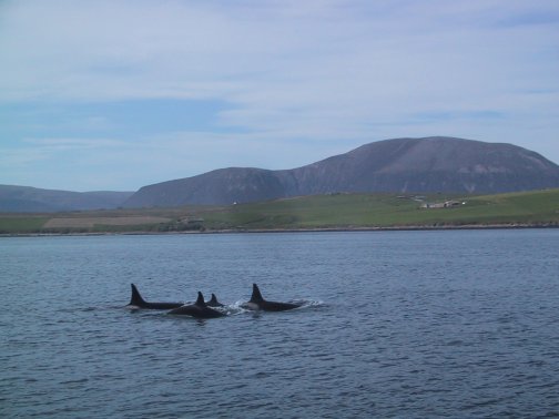 Killer Whales in Scapa Flow