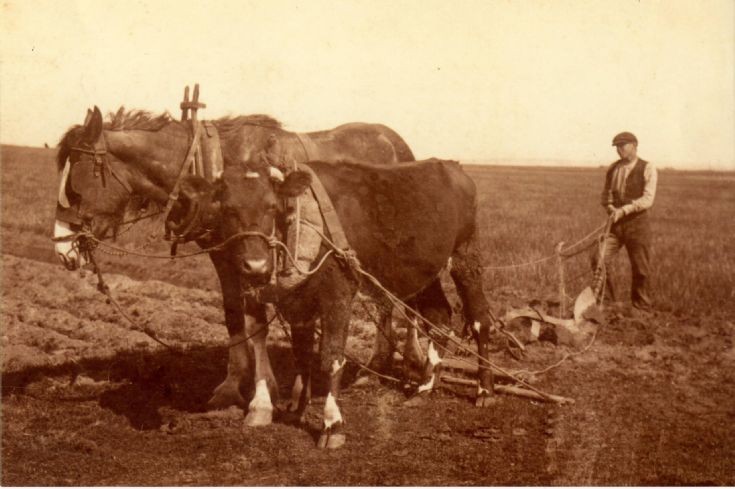 Ploughing in South Walls with horse and ox