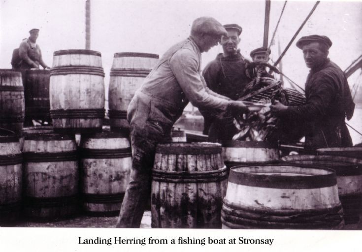Landing herring in Stronsay