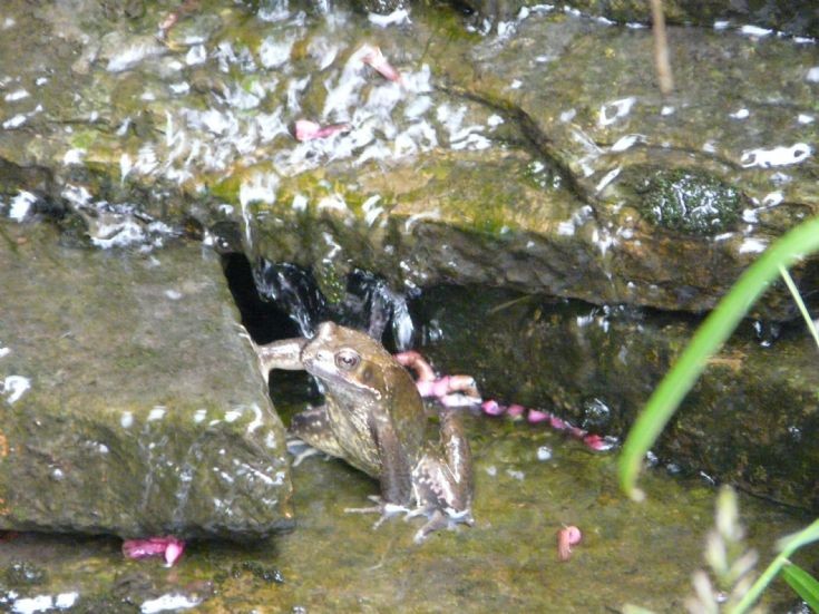 Frog relaxing in waterfall