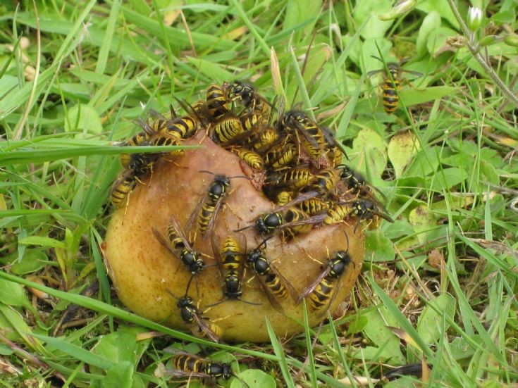 Wasps with a sweet tooth!