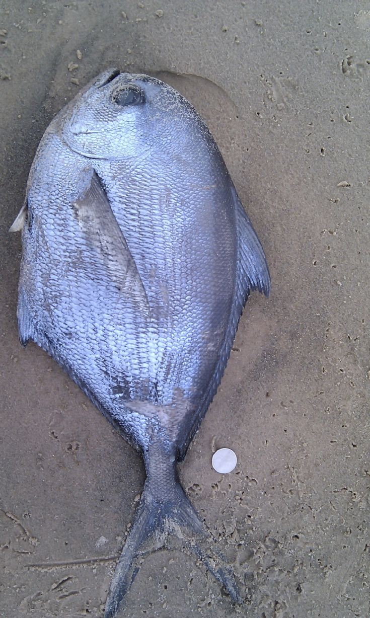 Fish washed up at Scapa