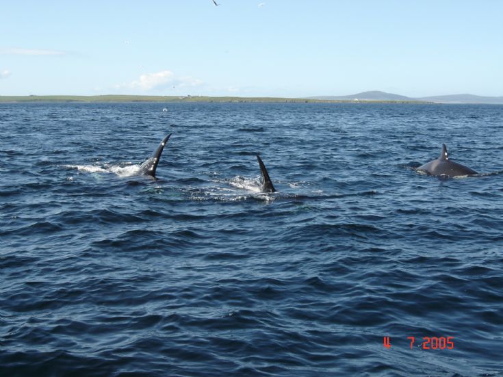 Orca whales at the Galt