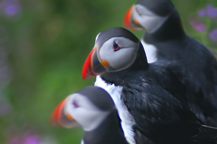 Birds of Westray 2- puffins