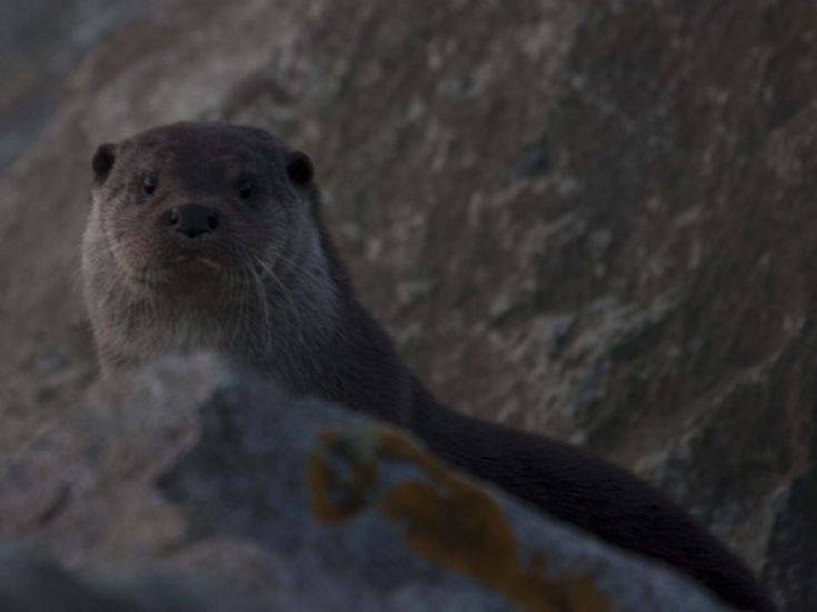 Another Sanday otter