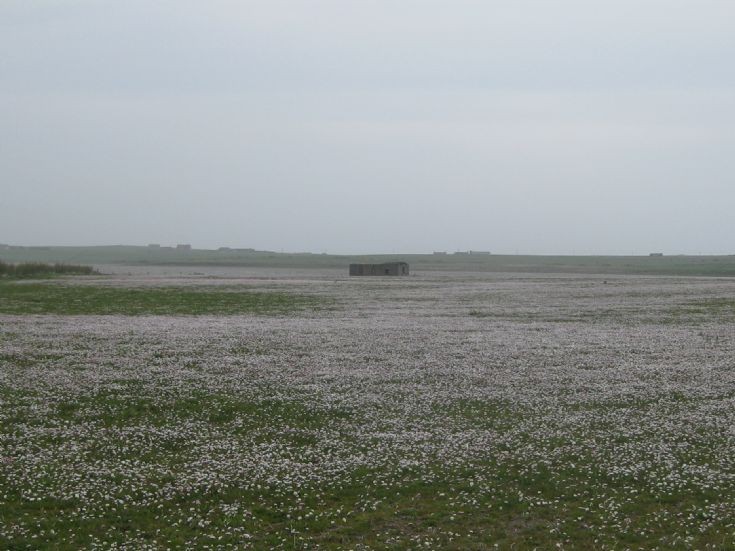 Daisy field in Tankerness