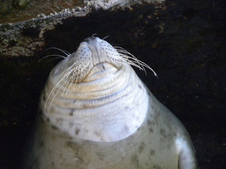 Contented Seal