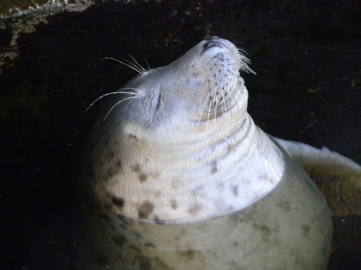 Contented Seal 2