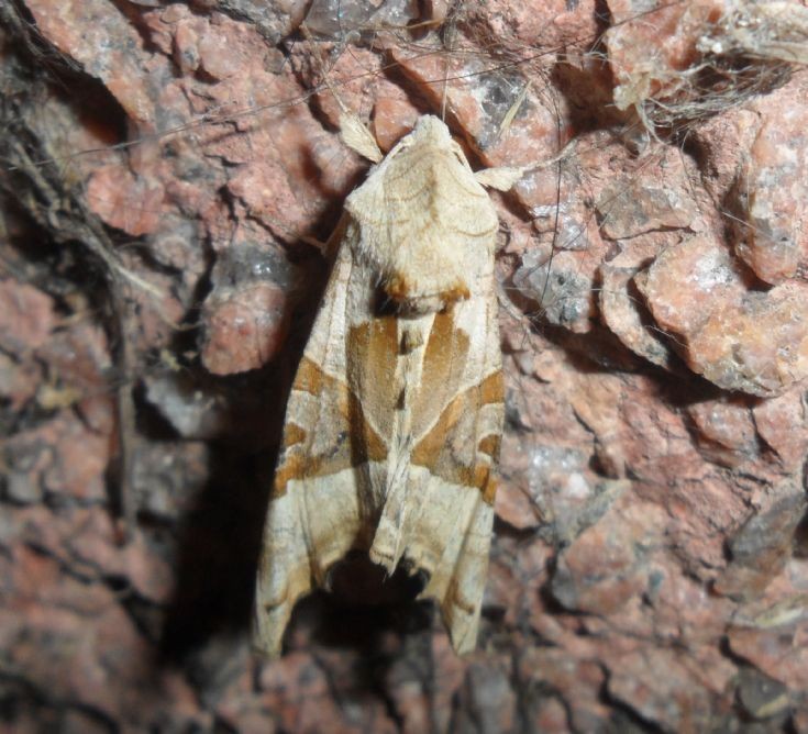 Moth of the month
