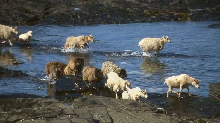 Shoreline sheep