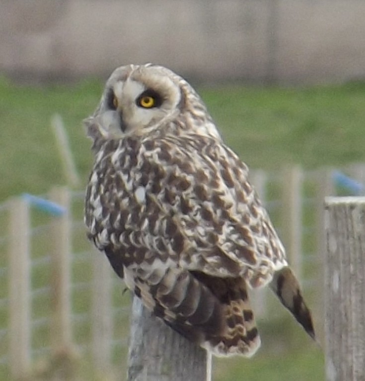 Short Eared Owl on the Swartland Road