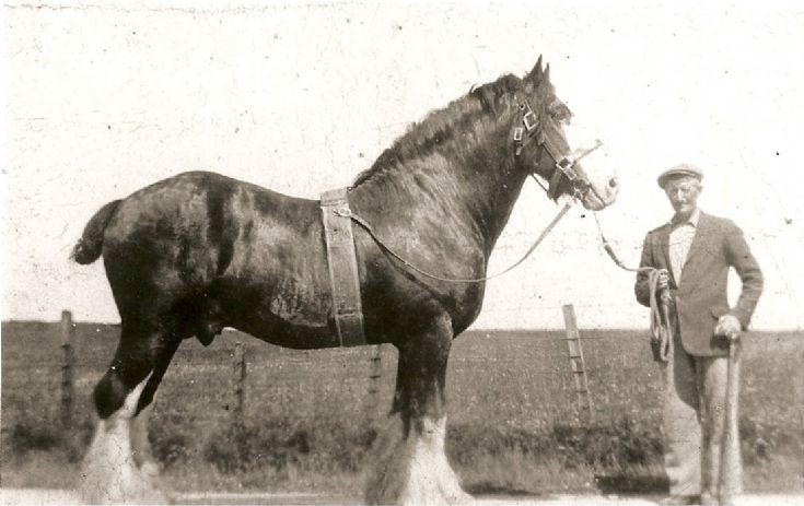 Grandad Donald Peace with stallion