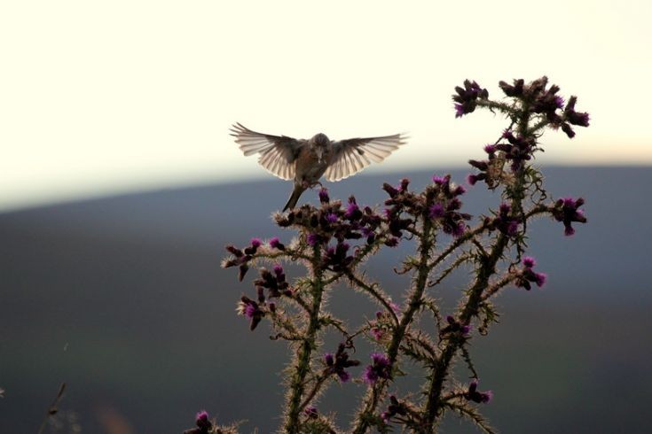 Hovering bird, perhaps a Linnet