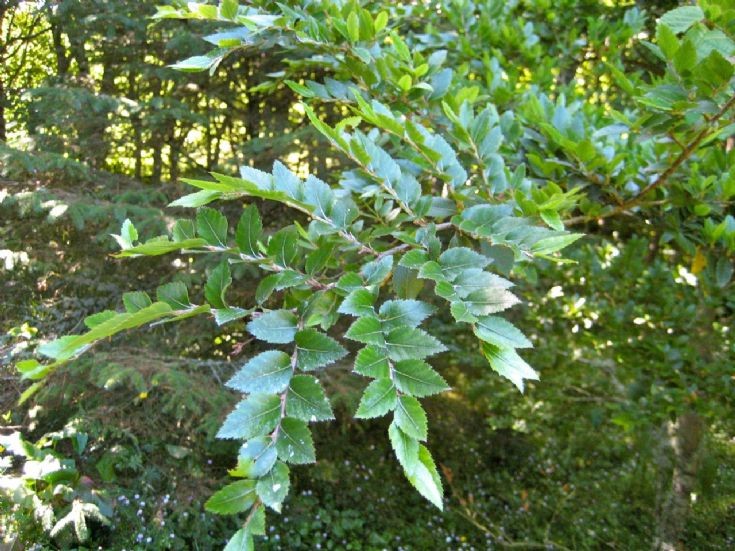 Leaves of Nothofagus dombeyi