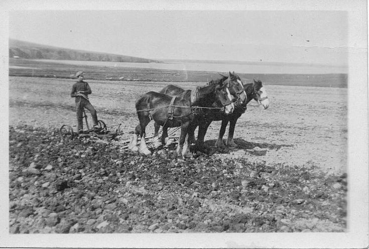 Bill Leslie ploughing at Grimsquoy