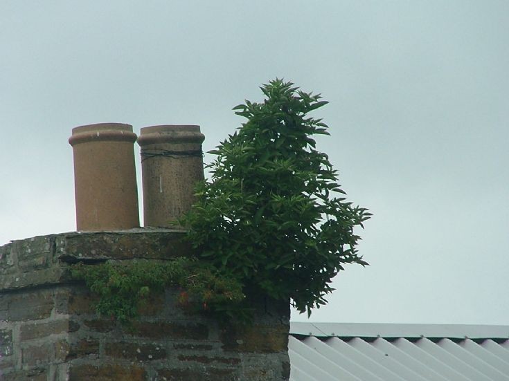 Chimney top greenery in Kirkwall