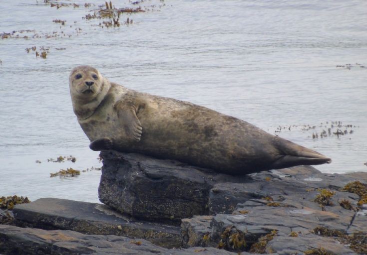 Stricken Seal