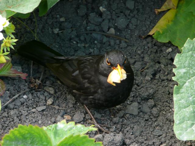 Blackbird Feeding Time
