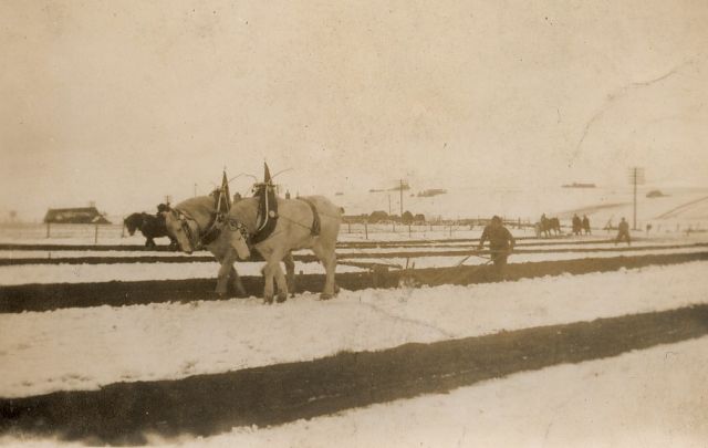 Ploughing in the snow