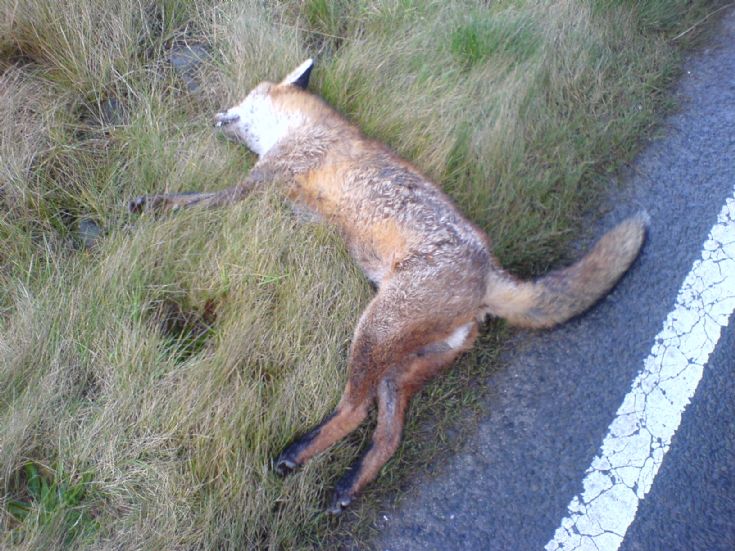 Orkney Fox again