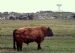 The lonely bull of Swona