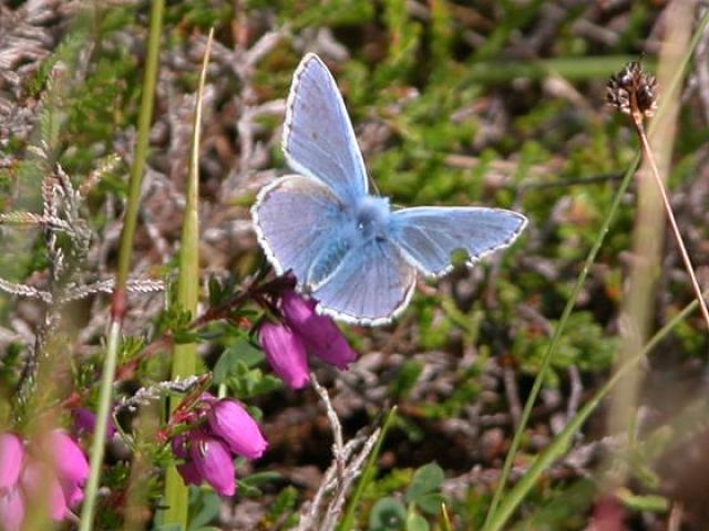 Blue butterfly in Hoy