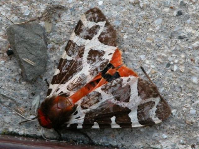 Unidentified moth, Hoy