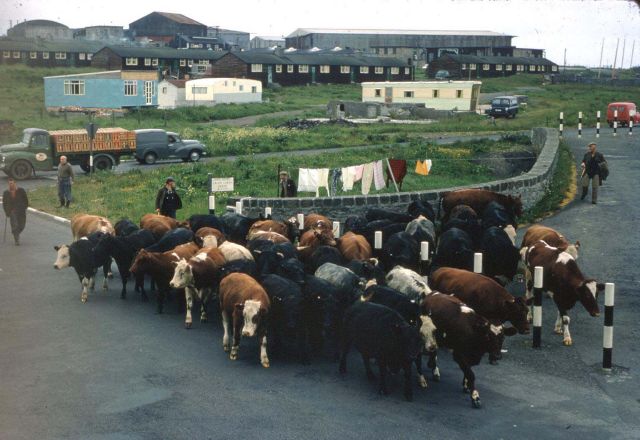 Cattle at the brig on the Ayre Road