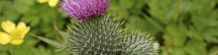 Rousay Thistle
