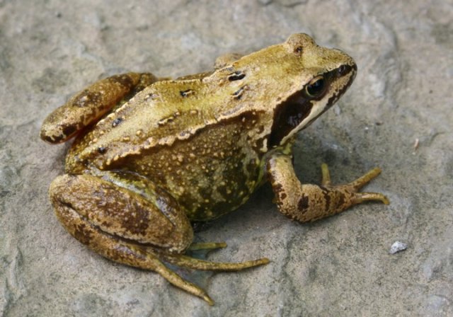 An Orkney frog