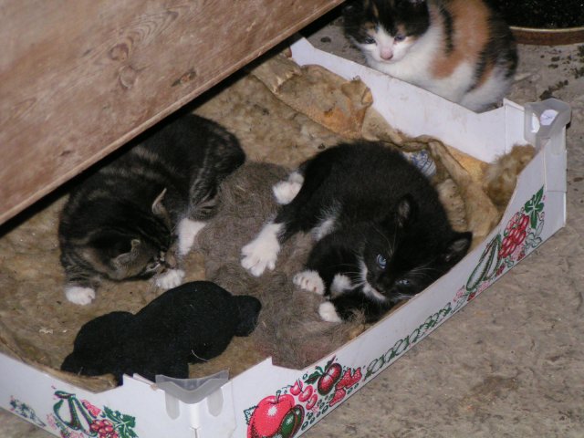 Kittens at Corrigall Farm Museum