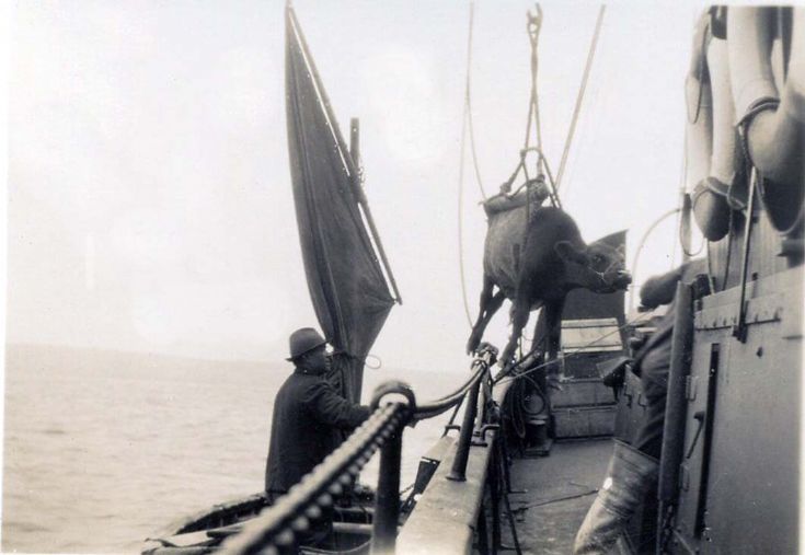 Cow being lifted aboard the HOY HEAD.