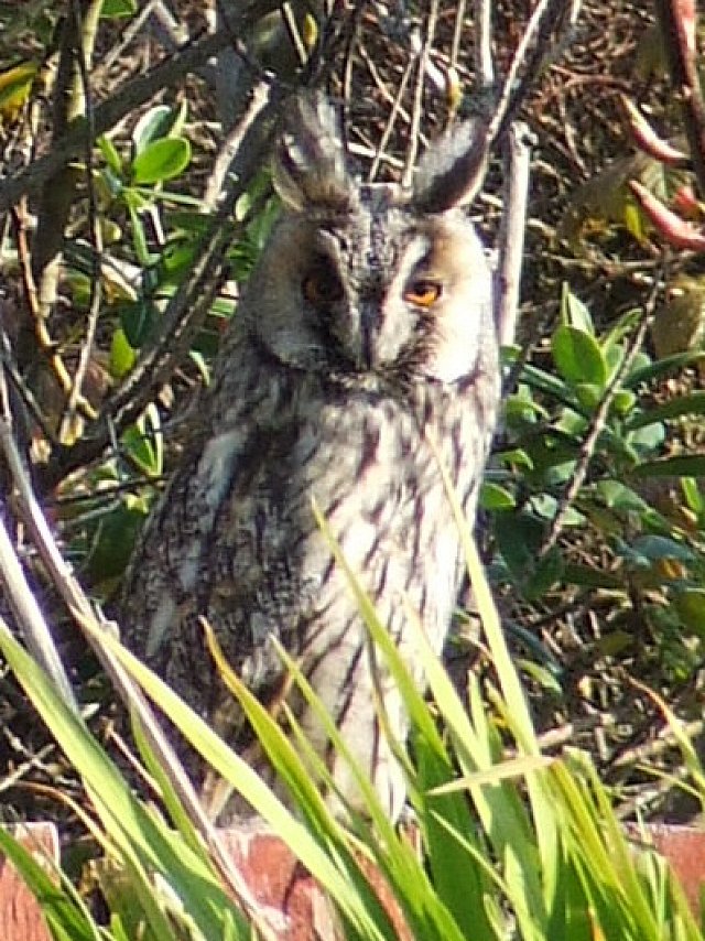 An owl in a Westray garden