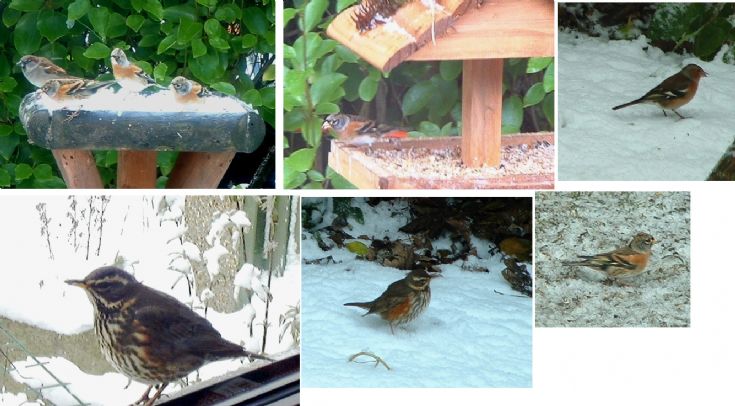 birds in winters of 2001 & 2002