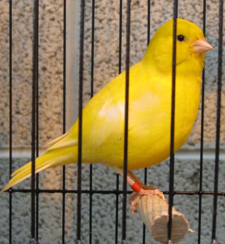 Name that canary