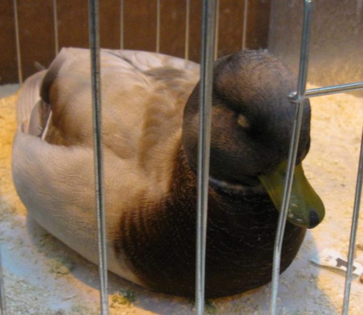 Sleeping duck
