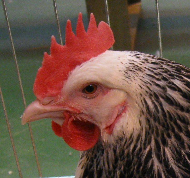 Cockerel