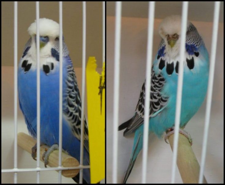 Male and female budgies