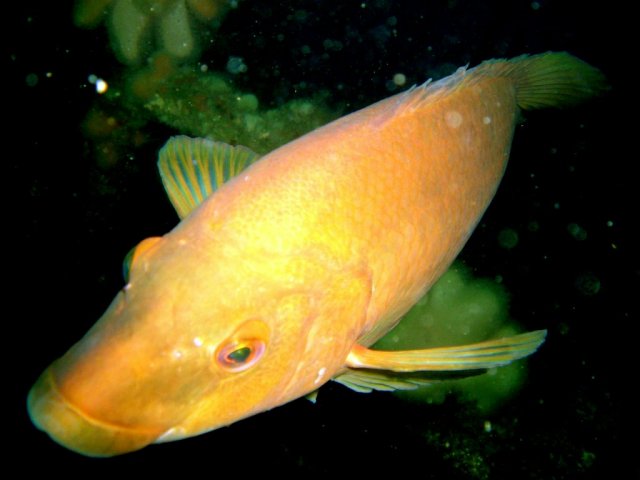 Wrasse on wreck of 'Endeavour'