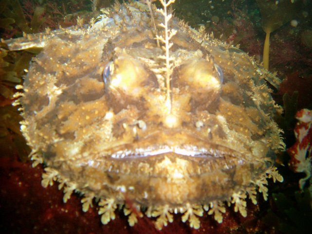 Birsay monkfish
