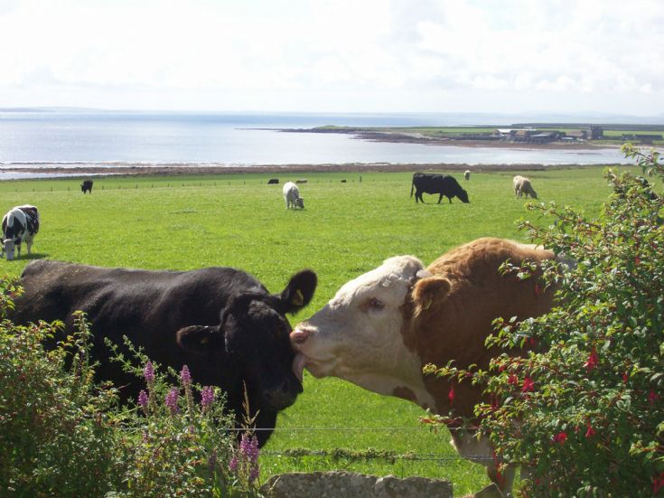 Coo and Bull at Cleat, Stronsay